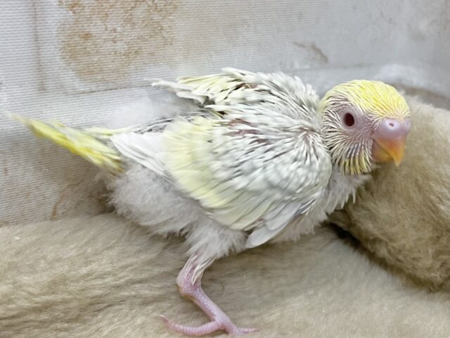 セキセイインコ