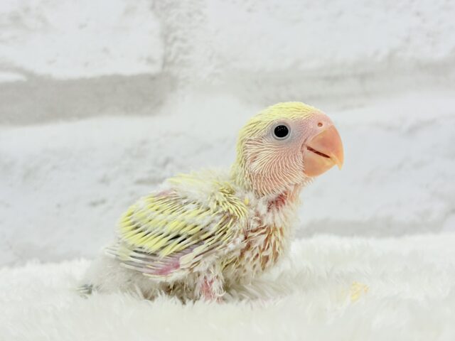 コザクラインコ（小桜インコ）