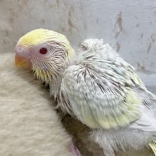 レアです✨美麗カラー✨　セキセイインコ（ファロー）