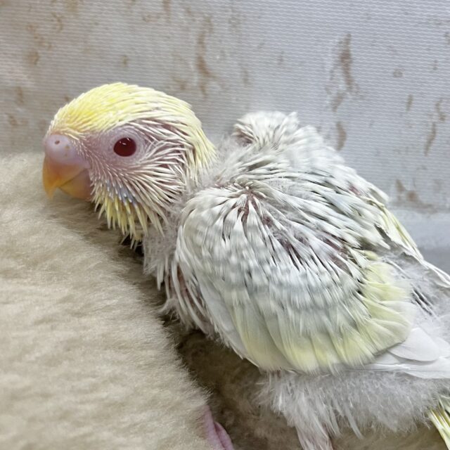 レアです✨美麗カラー✨ セキセイインコ(ファロー) レアです✨美麗カラー✨ セキセイインコ(ファロー)