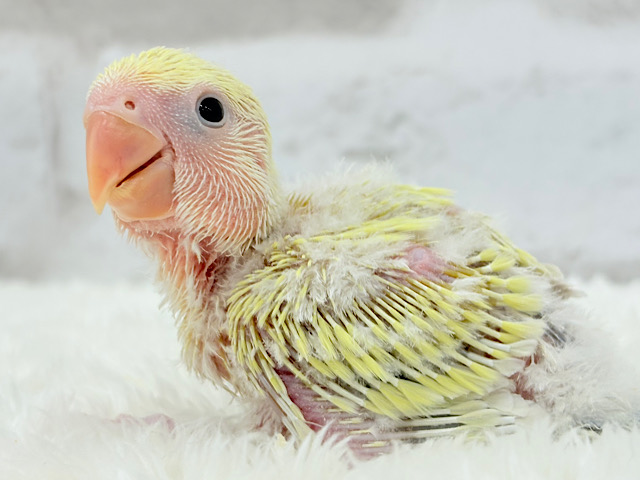 上目遣いにイチコロ( ♡´³`)σコザクラインコ(シナモン) ヒナ