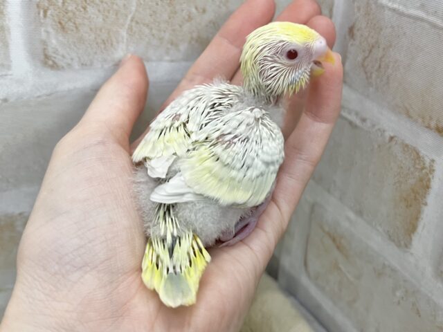 レアです✨美麗カラー✨ セキセイインコ(ファロー) セキセイインコ