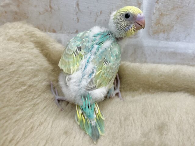 グラデーションカラー🩵💚💛 セキセイインコ(パステルレインボー) セキセイインコ