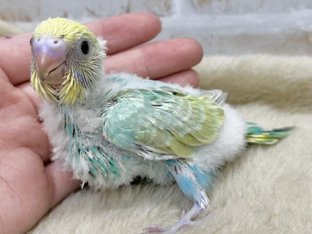 セキセイインコ