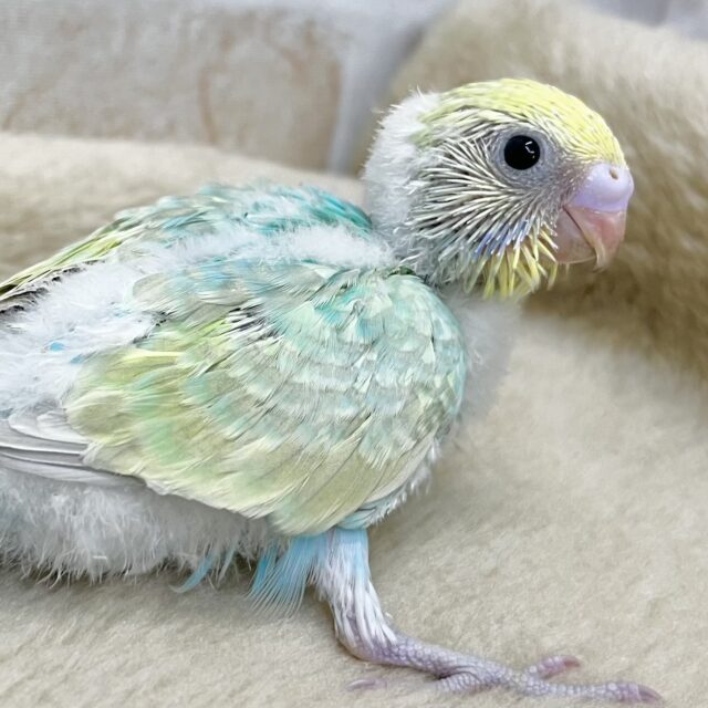 グラデーションカラー🩵💚💛 セキセイインコ(パステルレインボー) グラデーションカラー🩵💚💛 セキセイインコ(パステルレインボー)