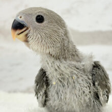 大人カラーにメッロメロ🐣💖コザクラインコ(モーブ) ヒナ