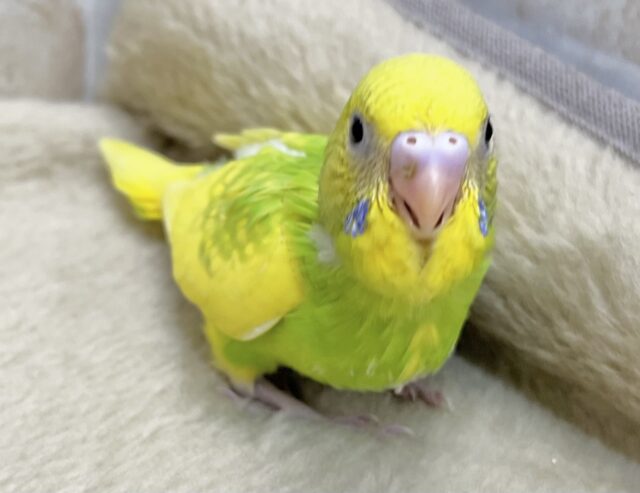 セキセイインコ