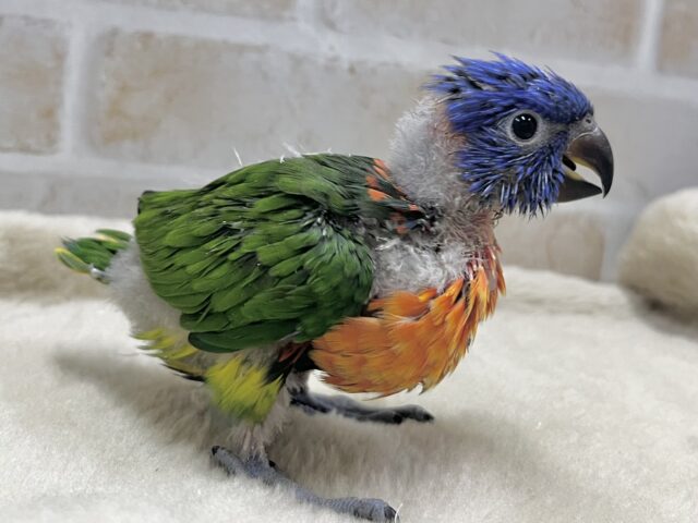 カラフルカラフル〜🌈🌈💕 ゴシキセイガイインコ ゴシキセイガイインコ
