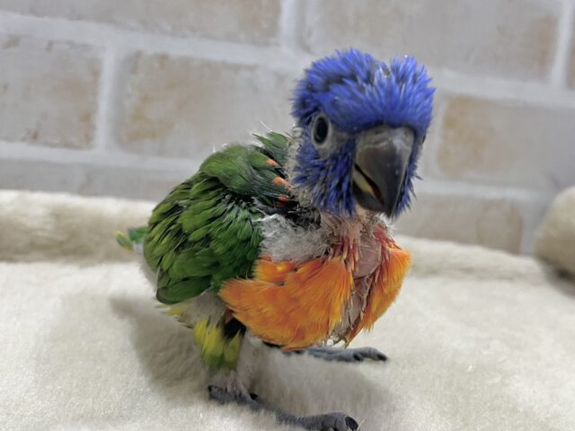 カラフルカラフル〜🌈🌈💕 ゴシキセイガイインコ ゴシキセイガイインコ