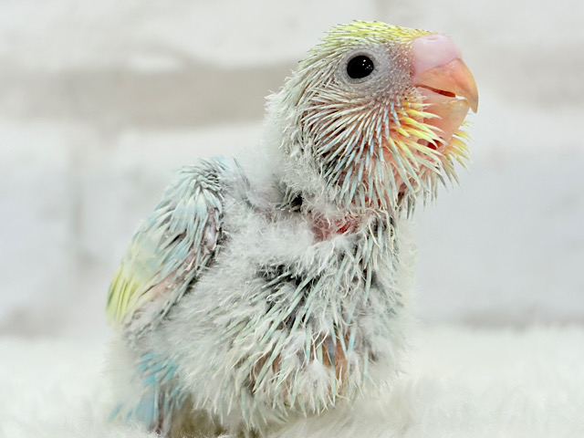 表情豊か♫どの角度がお好みですか？💖セキセイインコ(パステルレインボー) ヒナ