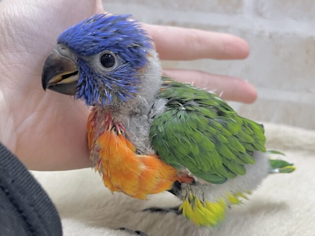 カラフルカラフル〜🌈🌈💕 ゴシキセイガイインコ ゴシキセイガイインコ