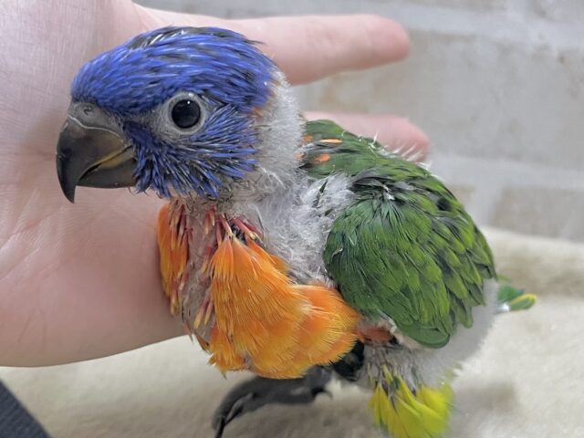 ゴシキセイガイインコ