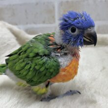カラフルカラフル〜🌈🌈💕　ゴシキセイガイインコ