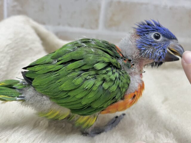 カラフルカラフル〜🌈🌈💕 ゴシキセイガイインコ ゴシキセイガイインコ