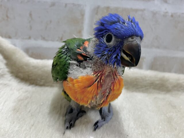 カラフルカラフル〜🌈🌈💕 ゴシキセイガイインコ ゴシキセイガイインコ