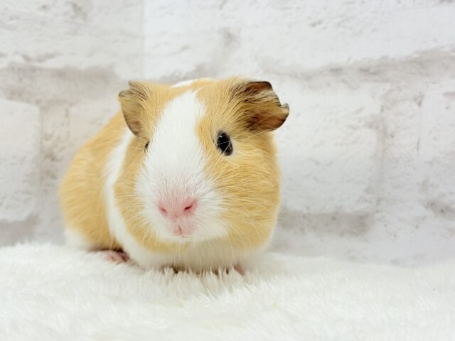 むにむにピンクの口元が可愛すぎ♡♥♡イングリッシュモルモット(男の子) イングリッシュモルモット