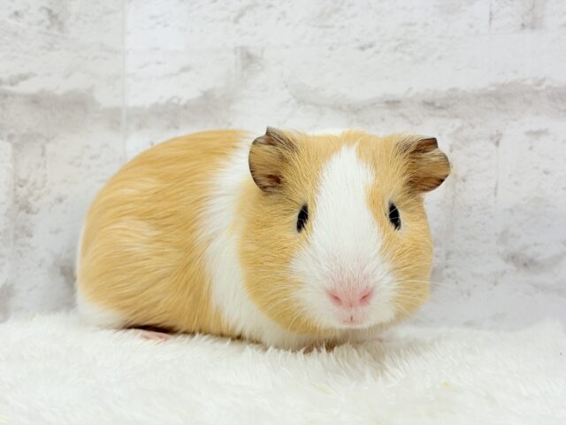 むにむにピンクの口元が可愛すぎ♡♥♡イングリッシュモルモット(男の子) イングリッシュモルモット