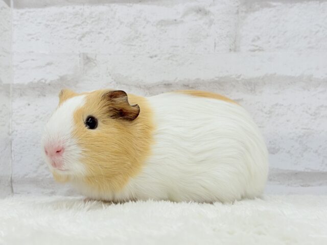 むにむにピンクの口元が可愛すぎ♡♥♡イングリッシュモルモット(男の子) イングリッシュモルモット