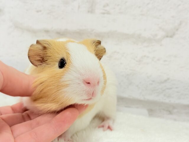 イングリッシュモルモット