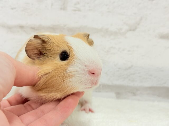 イングリッシュモルモット