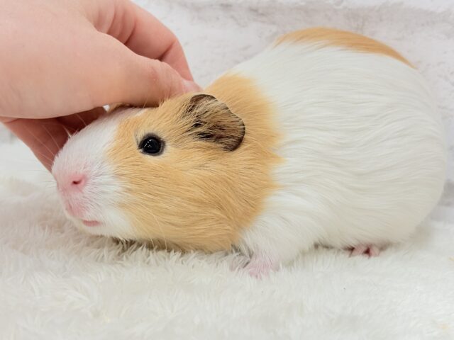 イングリッシュモルモット