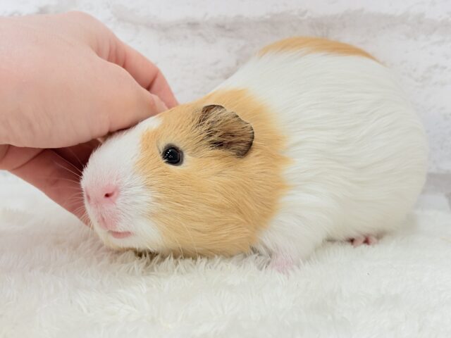 むにむにピンクの口元が可愛すぎ♡♥♡イングリッシュモルモット(男の子) イングリッシュモルモット