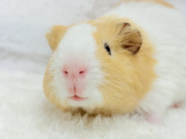 むにむにピンクの口元が可愛すぎ♡♥♡イングリッシュモルモット(男の子) イングリッシュモルモット