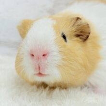 むにむにピンクの口元が可愛すぎ♡♥♡イングリッシュモルモット(男の子)