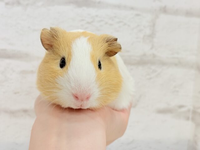 イングリッシュモルモット