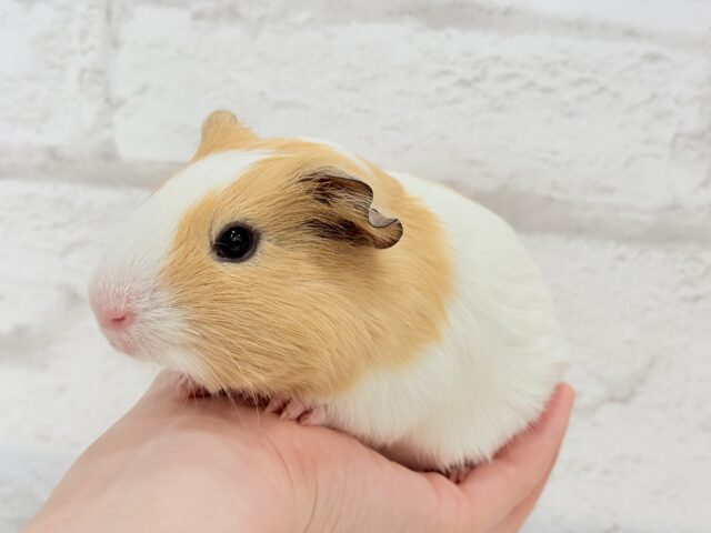 イングリッシュモルモット