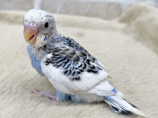 セキセイインコ