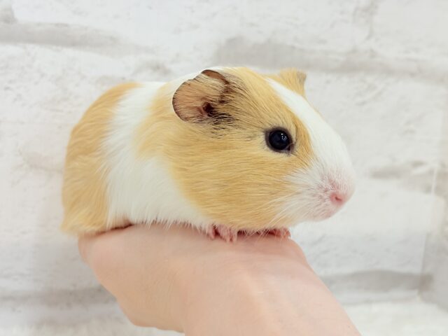 むにむにピンクの口元が可愛すぎ♡♥♡イングリッシュモルモット(男の子) イングリッシュモルモット