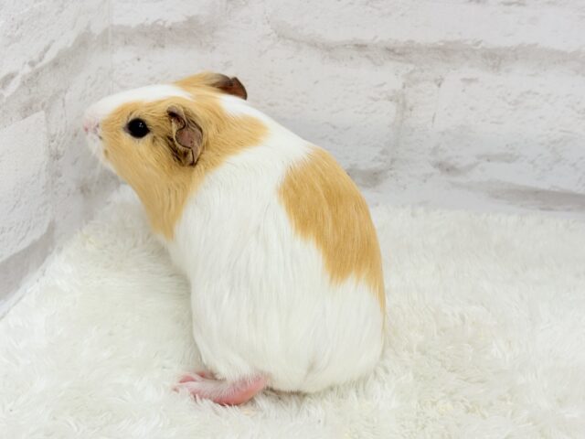 イングリッシュモルモット