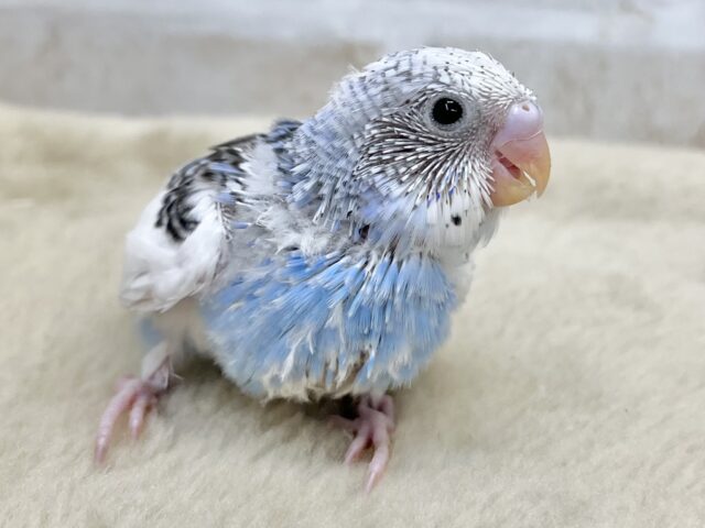 セキセイインコ