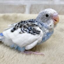 はっきりくっきり〜💙✴️  セキセイインコ（ブルーパイド）