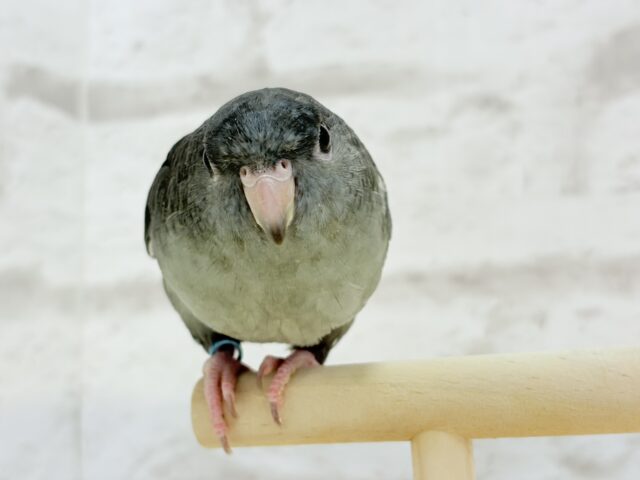 サザナミインコ