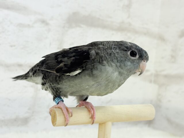 サザナミインコ