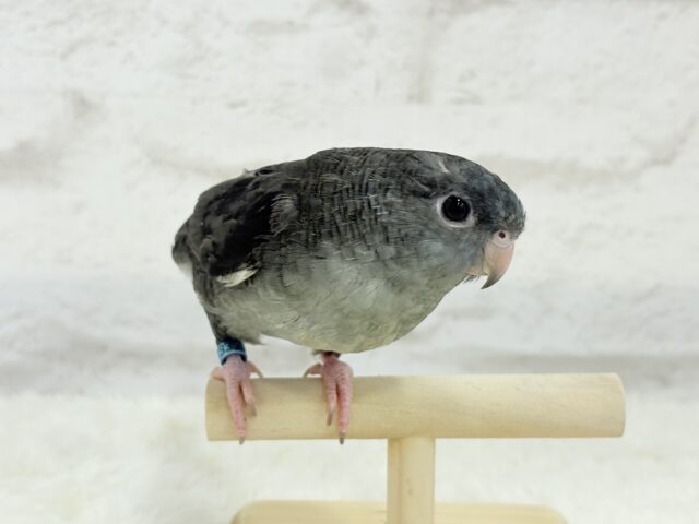 サザナミインコ