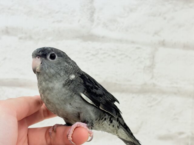 サザナミインコ