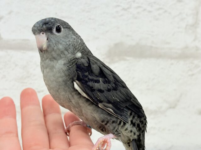 サザナミインコ