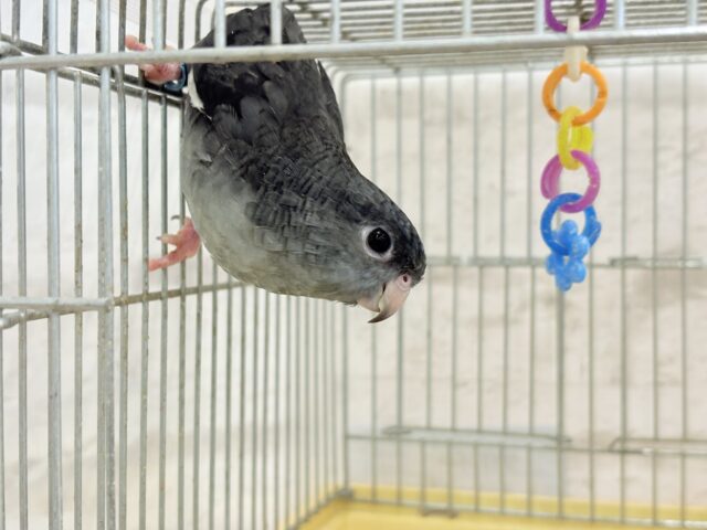 サザナミインコ