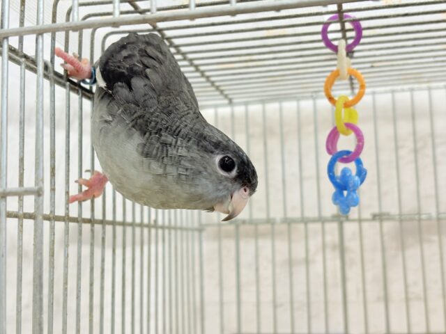 サザナミインコ