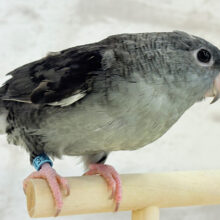 他の子にはない魅力が詰まってます♡サザナミインコ(モーブ)