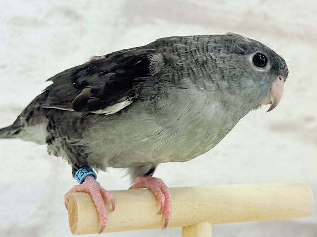 他の子にはない魅力が詰まってます♡サザナミインコ(モーブ)