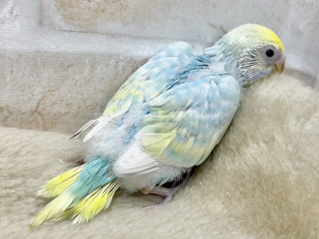 【🆙最新画像あり‼️】爽やかパステル〜🩵💛 セキセイインコ(パステルレインボースパングル) セキセイインコ