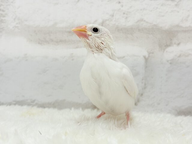 最新画像更新🪄】ふわふわ真っ白になる日を夢見て🐣🪅💫白文鳥 ヒナ