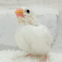 【最新画像更新🪄】ふわふわ真っ白になる日を夢見て🐣🪅💫白文鳥 ヒナ