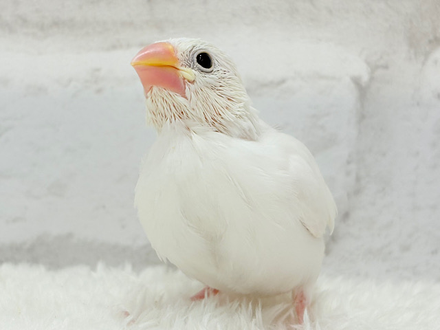 【最新画像更新🪄】ふわふわ真っ白になる日を夢見て🐣🪅💫白文鳥 ヒナ