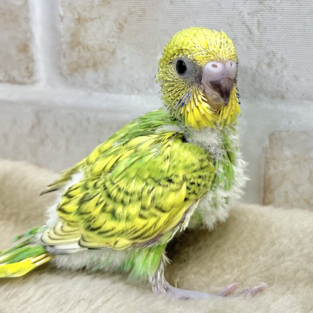 グリーングリーン🌱🌱 セキセイインコ(スパングル) グリーングリーン🌱🌱 セキセイインコ(スパングル)