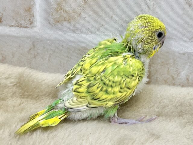 セキセイインコ